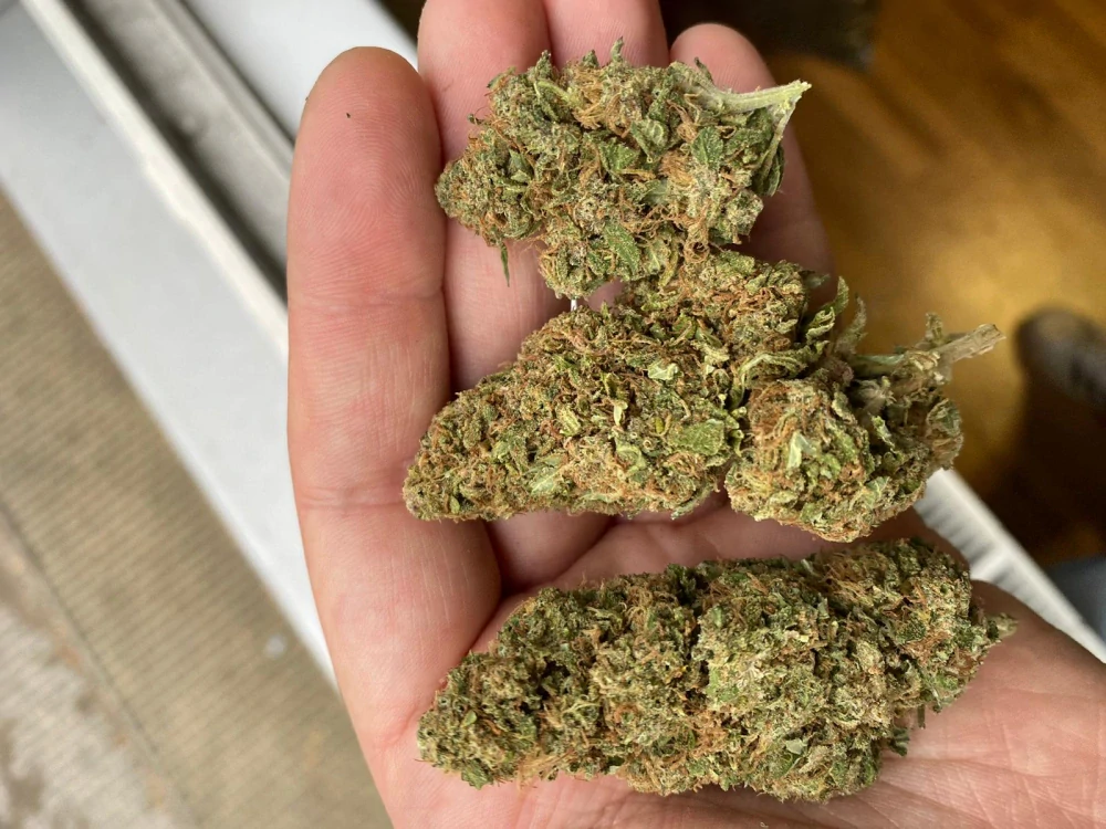 CBD kvety - Amnesia Lemon 10G Výrazné citrusové tóny pre dokonalé osvieženie