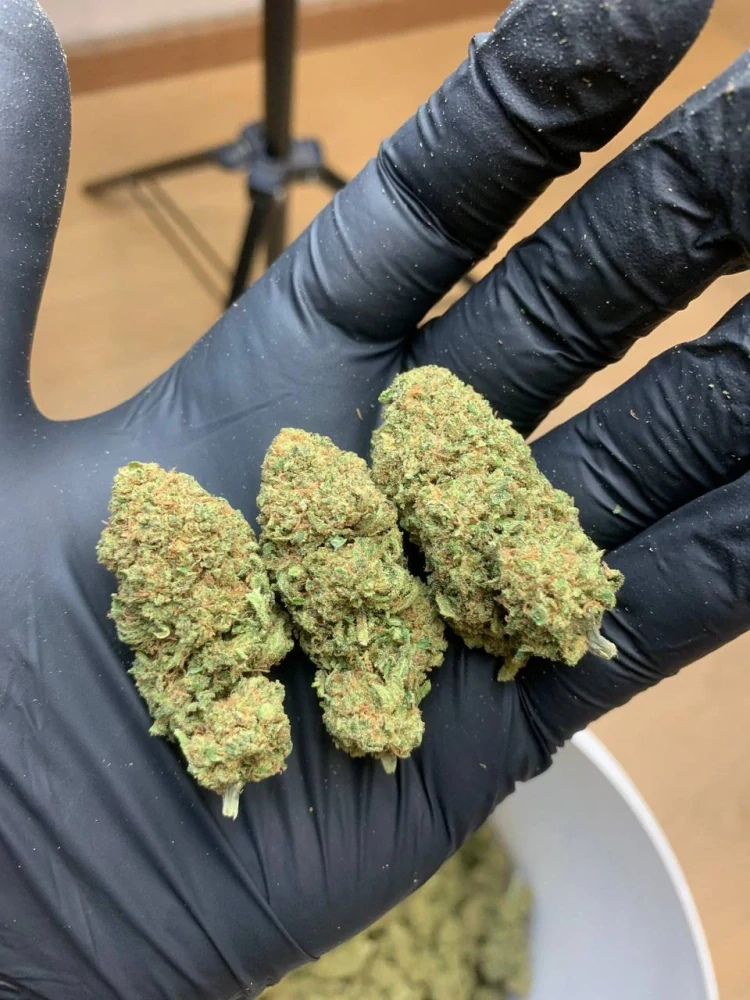 CBD kvety - weeding cake 10G