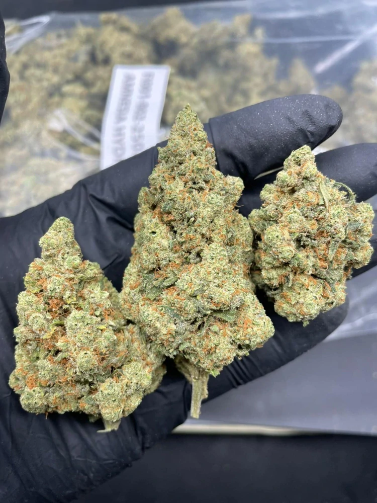 CBD kvety Amnesia Hydro 5g
