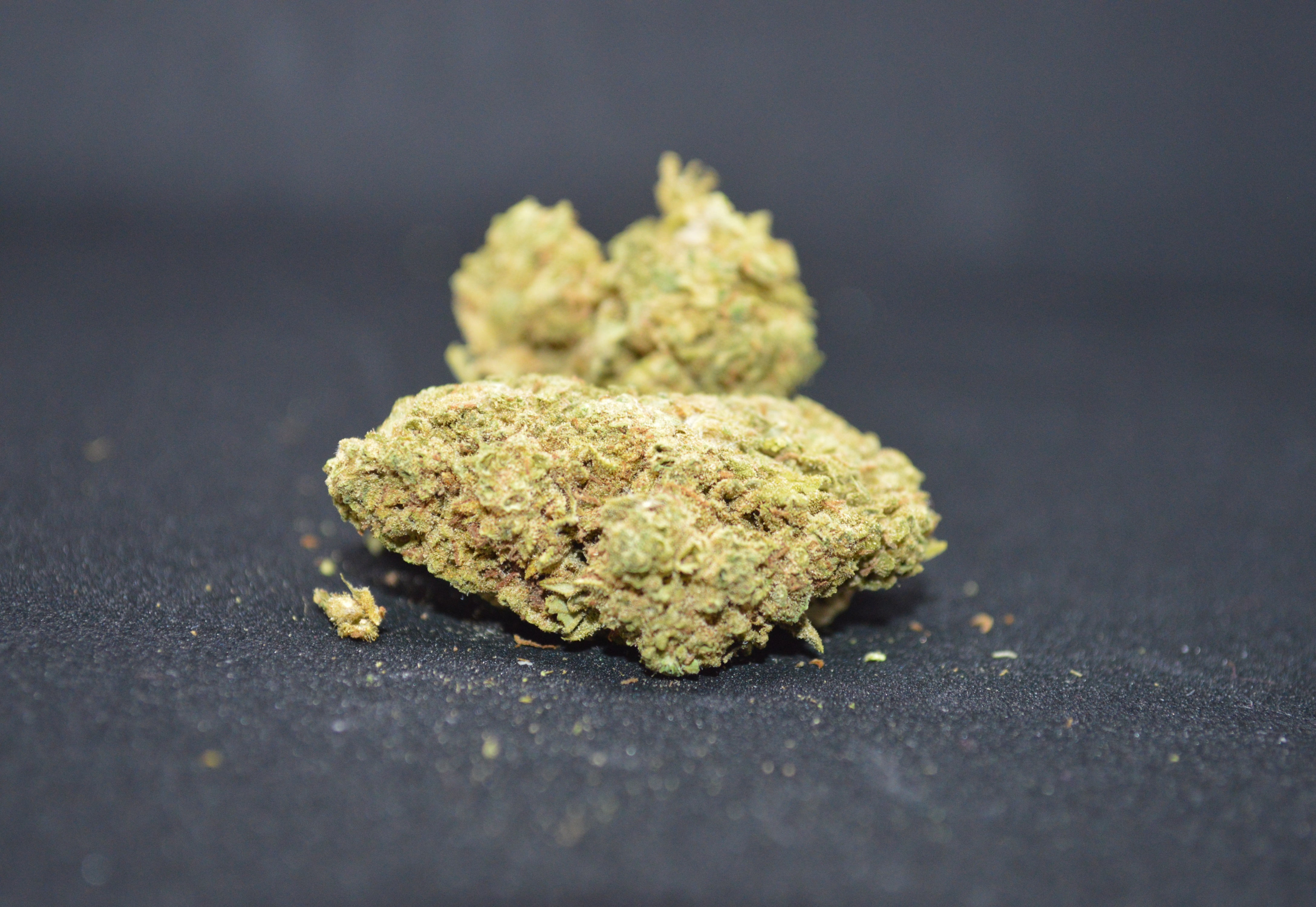 CBD kvety - Jack Herer 1KG