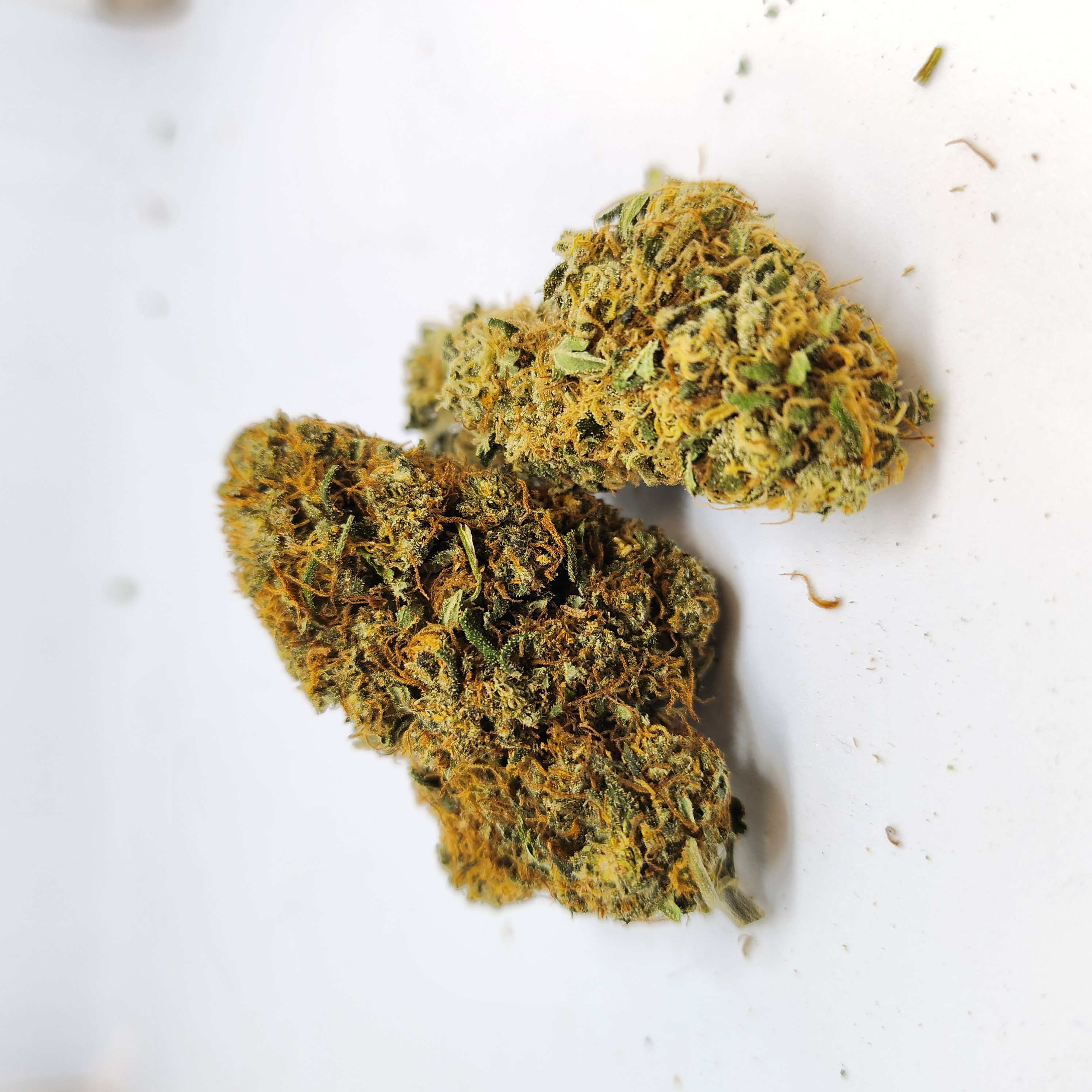CBD Kvety - Fruit Cake 10G Vôňa sladkej oslavy v každom kvete s obsahom THC do 0.2%