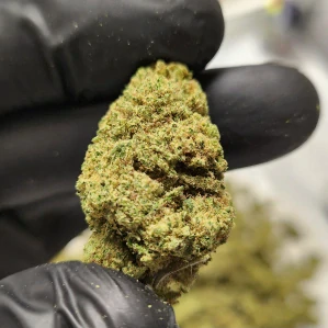 CBD kvety - Gelato 10
